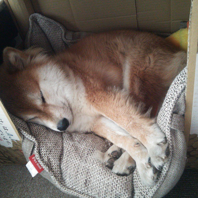 爱游戏体育-鏖战记，葡萄牙体育血战圣西罗之夜，卡塞米罗与一个名字的传奇