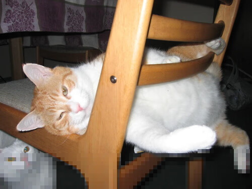 爱游戏下载-褪色王座与荆棘王冠，从年终总决赛到戴维斯杯，蒂姆的重生之路