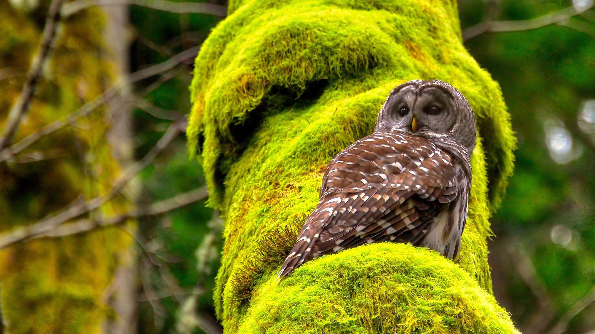 东方与西方的竞技诗篇，王皓的四连冠与德国队的午夜绝杀