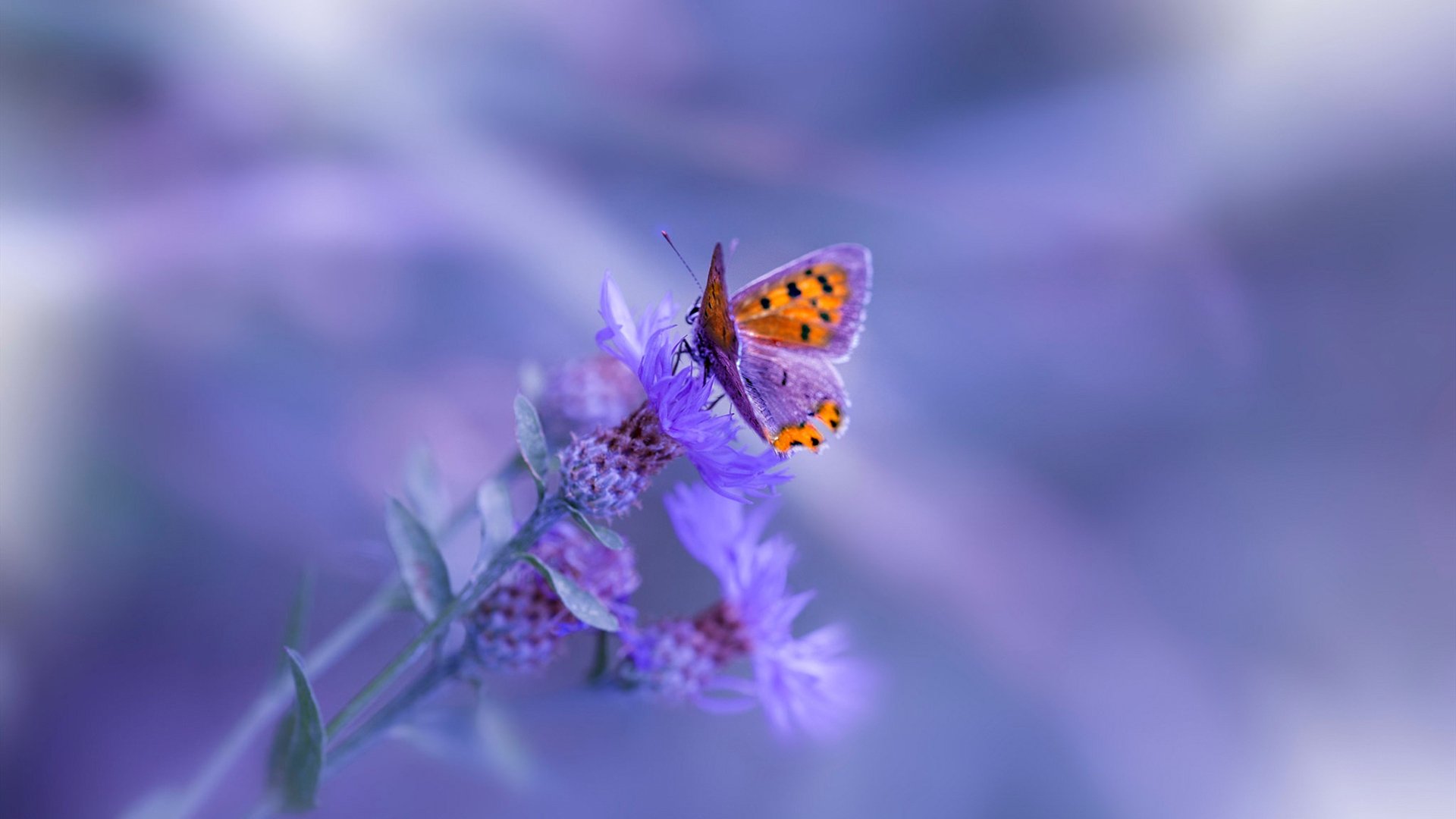 单节33分屠杀！步行者关键先生班凯罗推翻快船航母