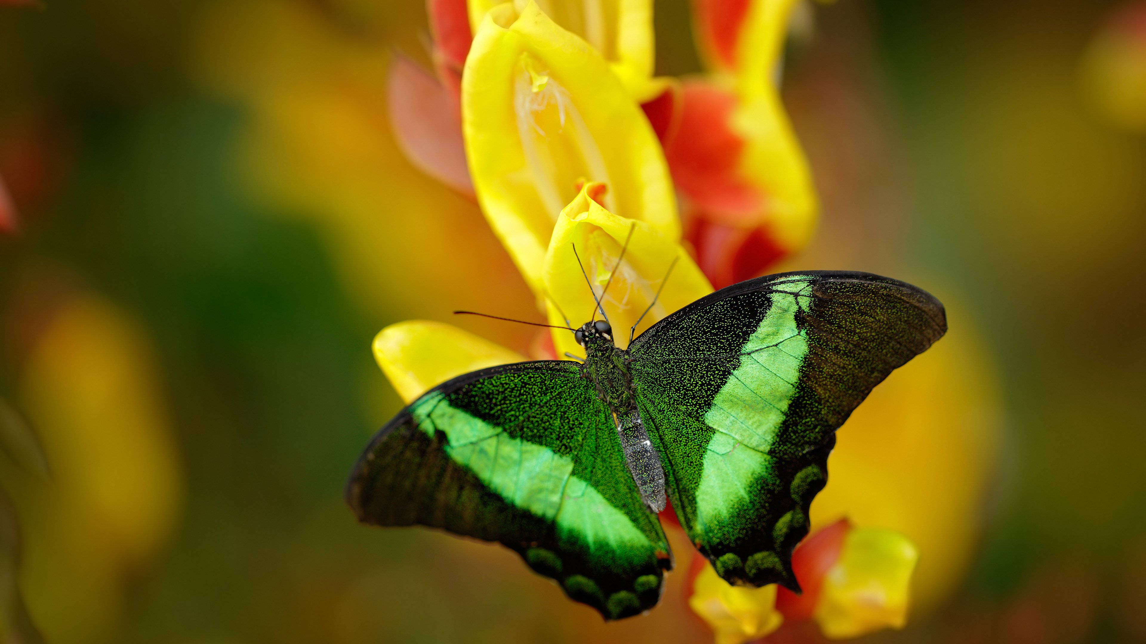 爱游戏tv-钢铁洪流下的孤岛，当禁飞区在字母哥面前沦为传说活塞对阵开拓者一役，映照现代篮球最极致的攻防矛盾与英雄主义