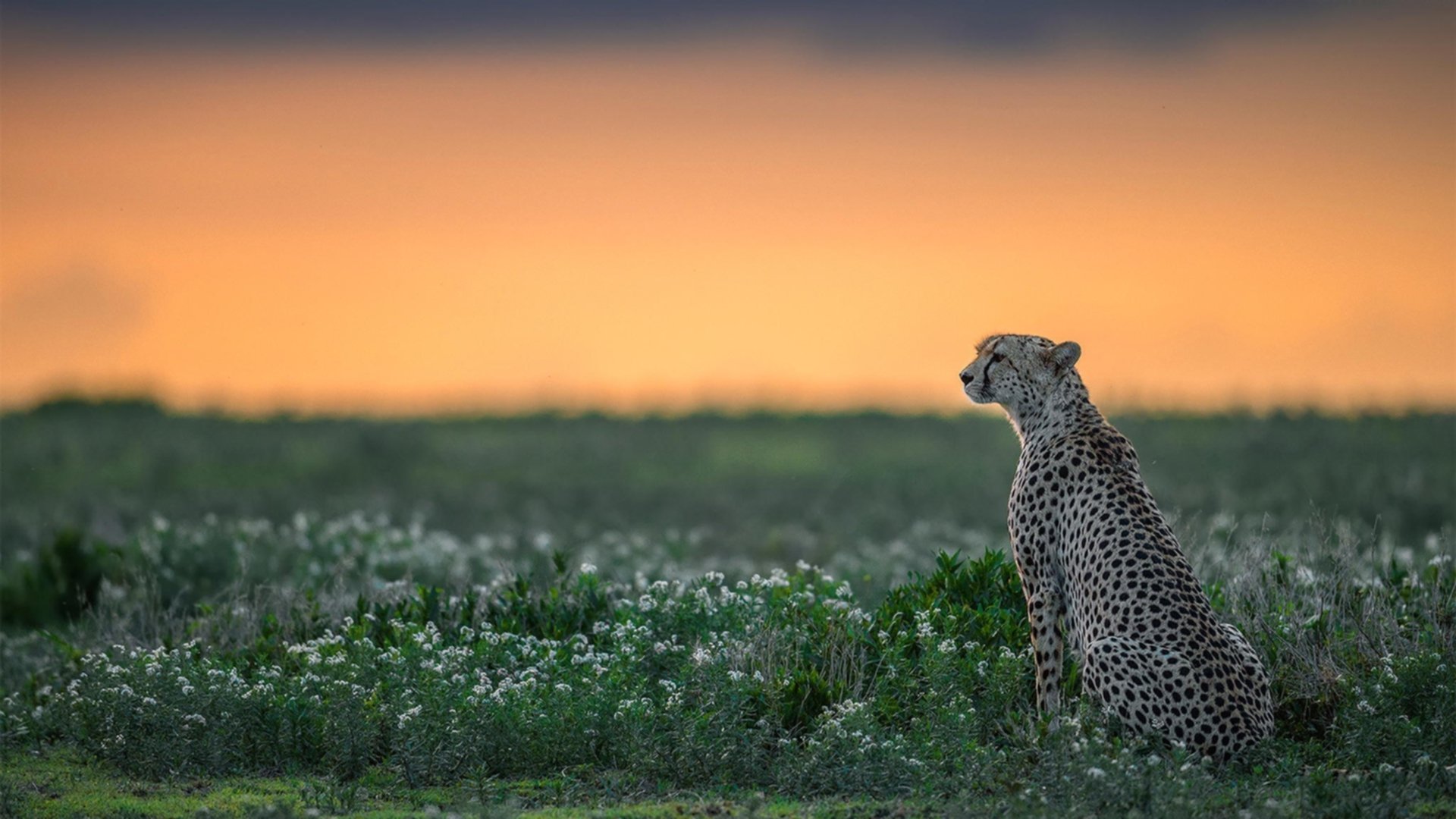 唯一的神迹，克瓦拉茨赫利亚用个人魔法，写下雷恩击败伊拉克的唯一解法