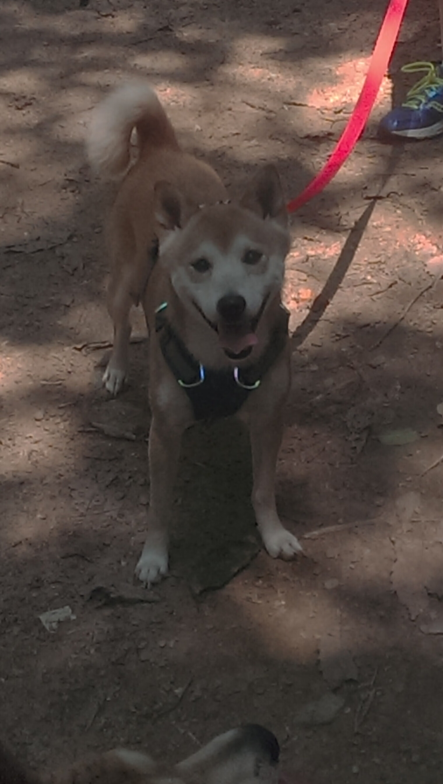 爱游戏-跨界王者，英格拉姆的双重生死时刻