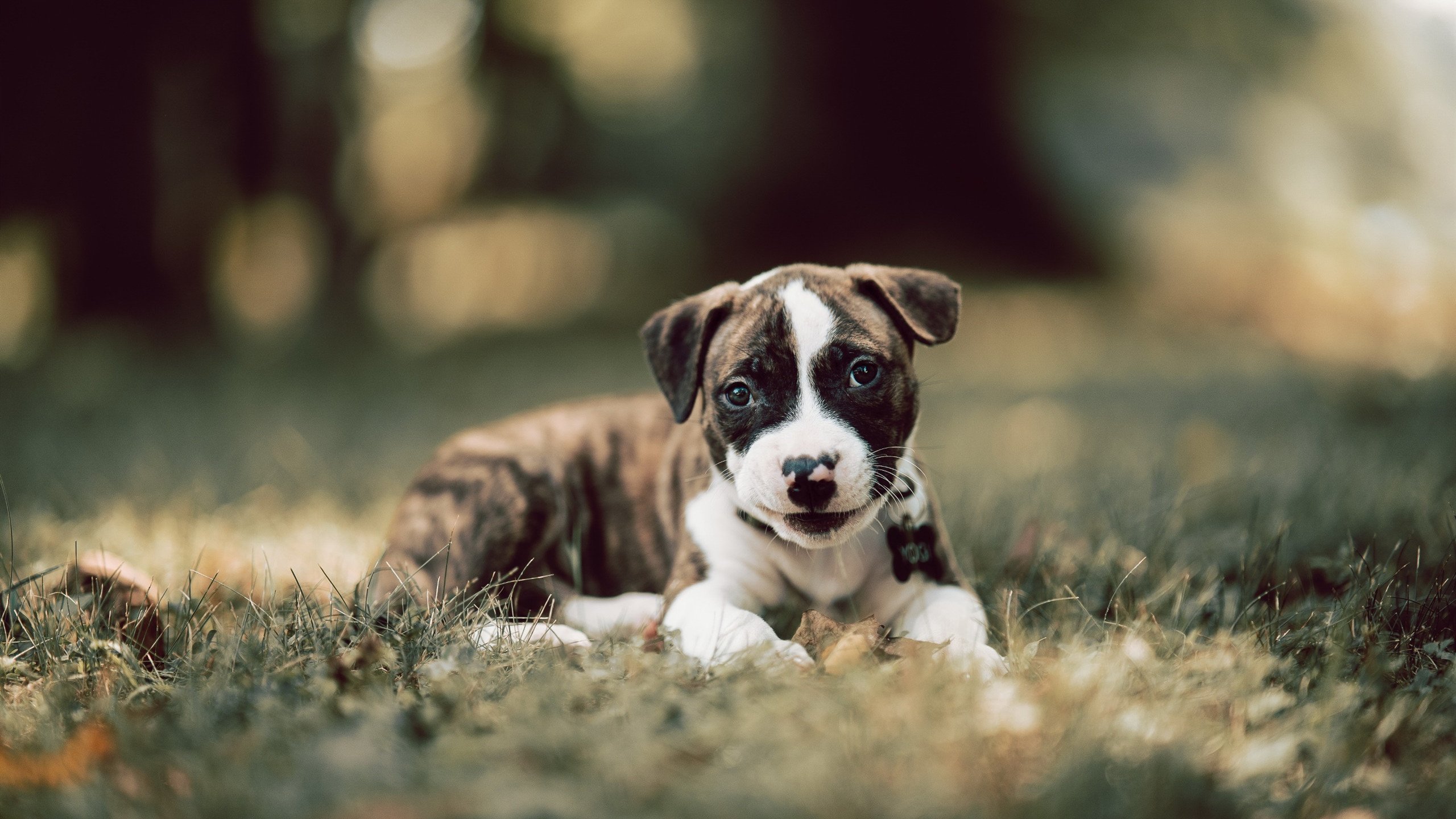 爱游戏tv-奇迹之夜，秘鲁黑马在欧冠半决赛惊天翻盘利物浦