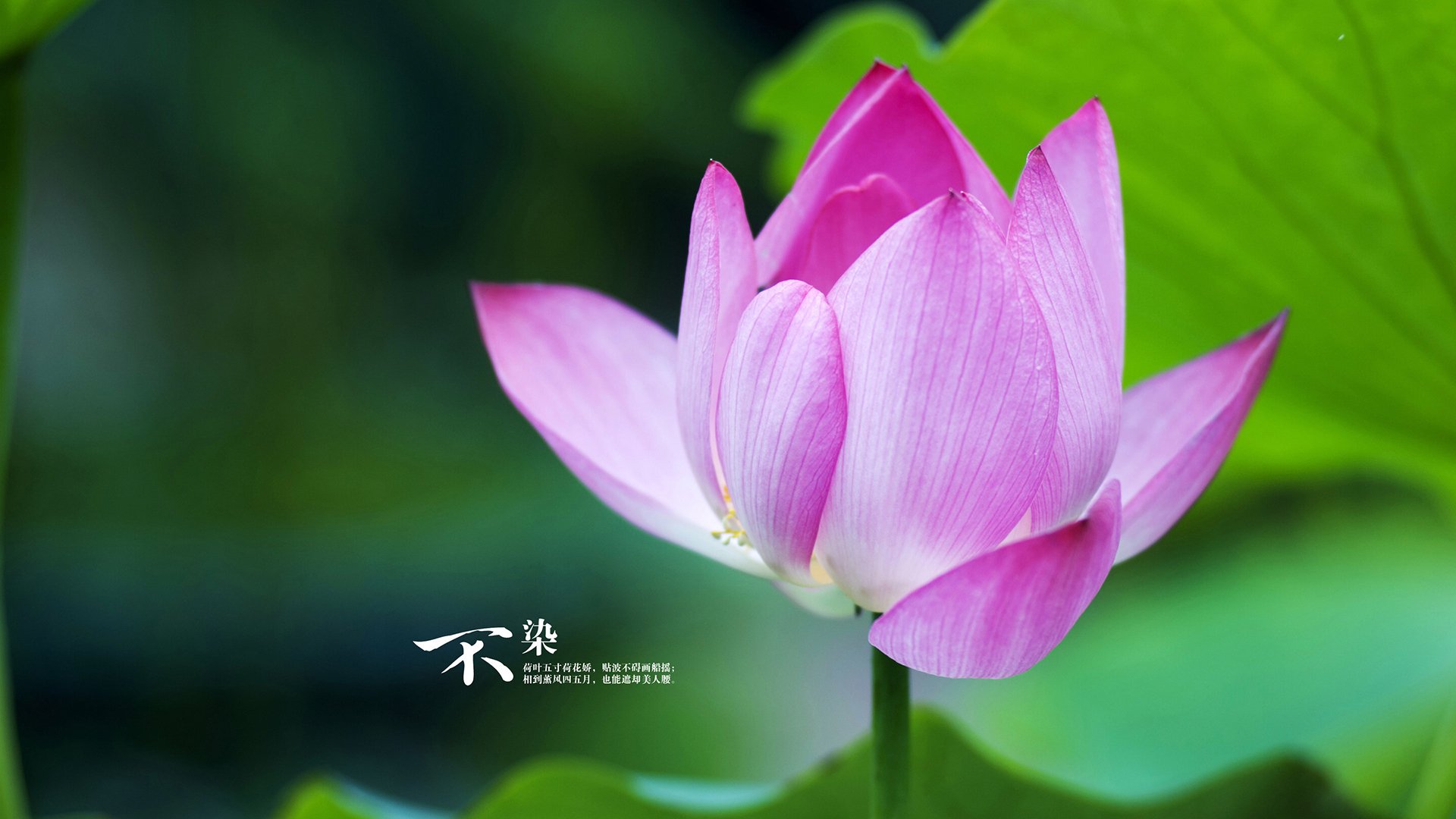 蓝桥新王，卢卡库牙买加血脉点燃逆转之火