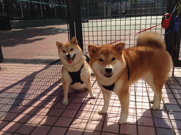 鹈鹕风暴提前终结悬念，戈贝尔铸就防守深渊让对手窒息