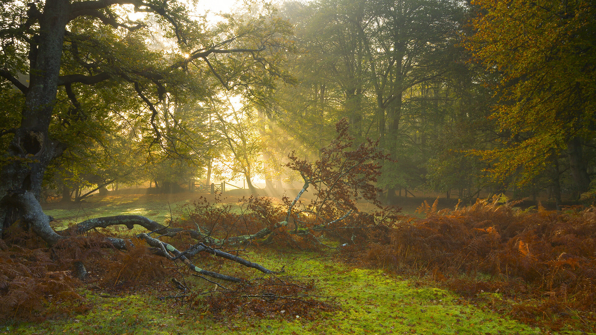 年度焦点之战,独行侠狂飙突进,篮网溃败中的星光黯淡