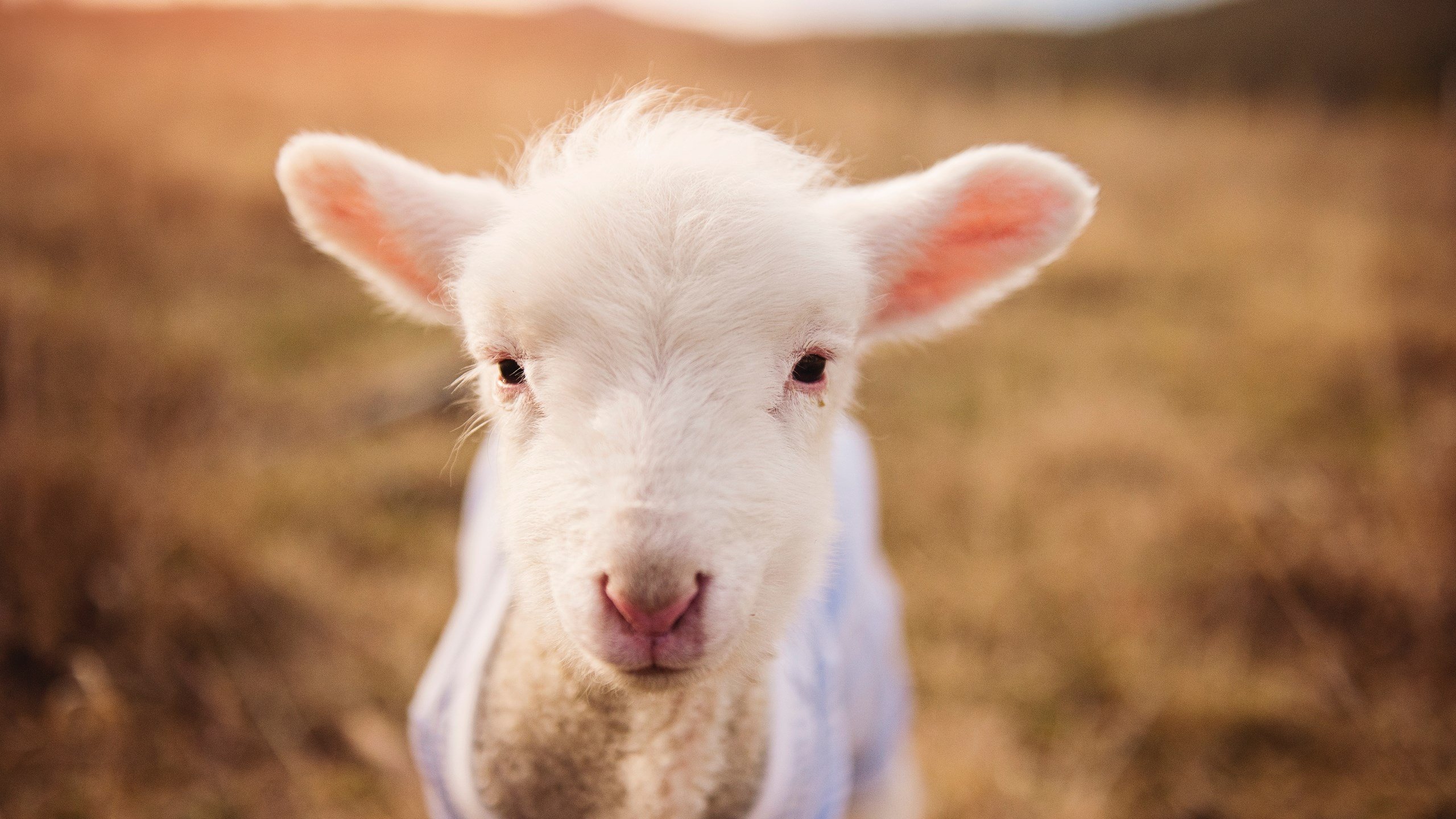 跨界慈善夜,唯一对决,凤凰城太阳借将哈利伯顿,力克广东宏远
