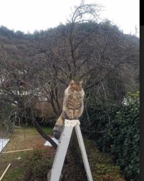 爱游戏tv-北境神话，当久保建英用菊与刀雕刻瑞士钟表