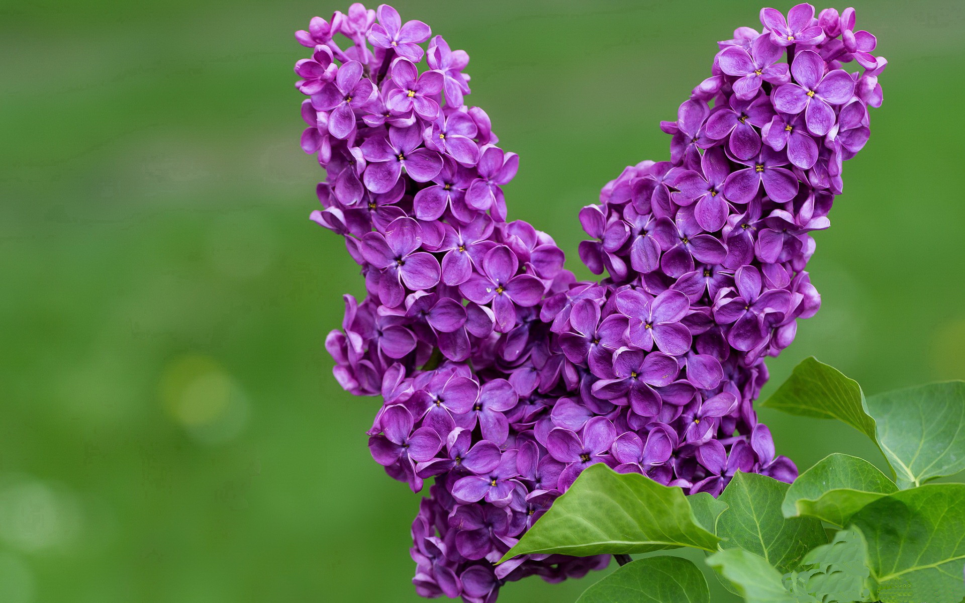 F1式超车！贝蒂斯伊斯坦布尔进站策略力克土耳其，逆袭成年度争冠焦点战